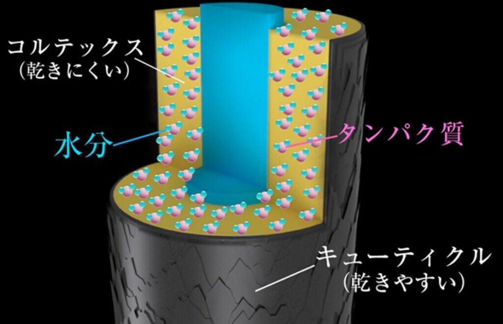 髪内部の図